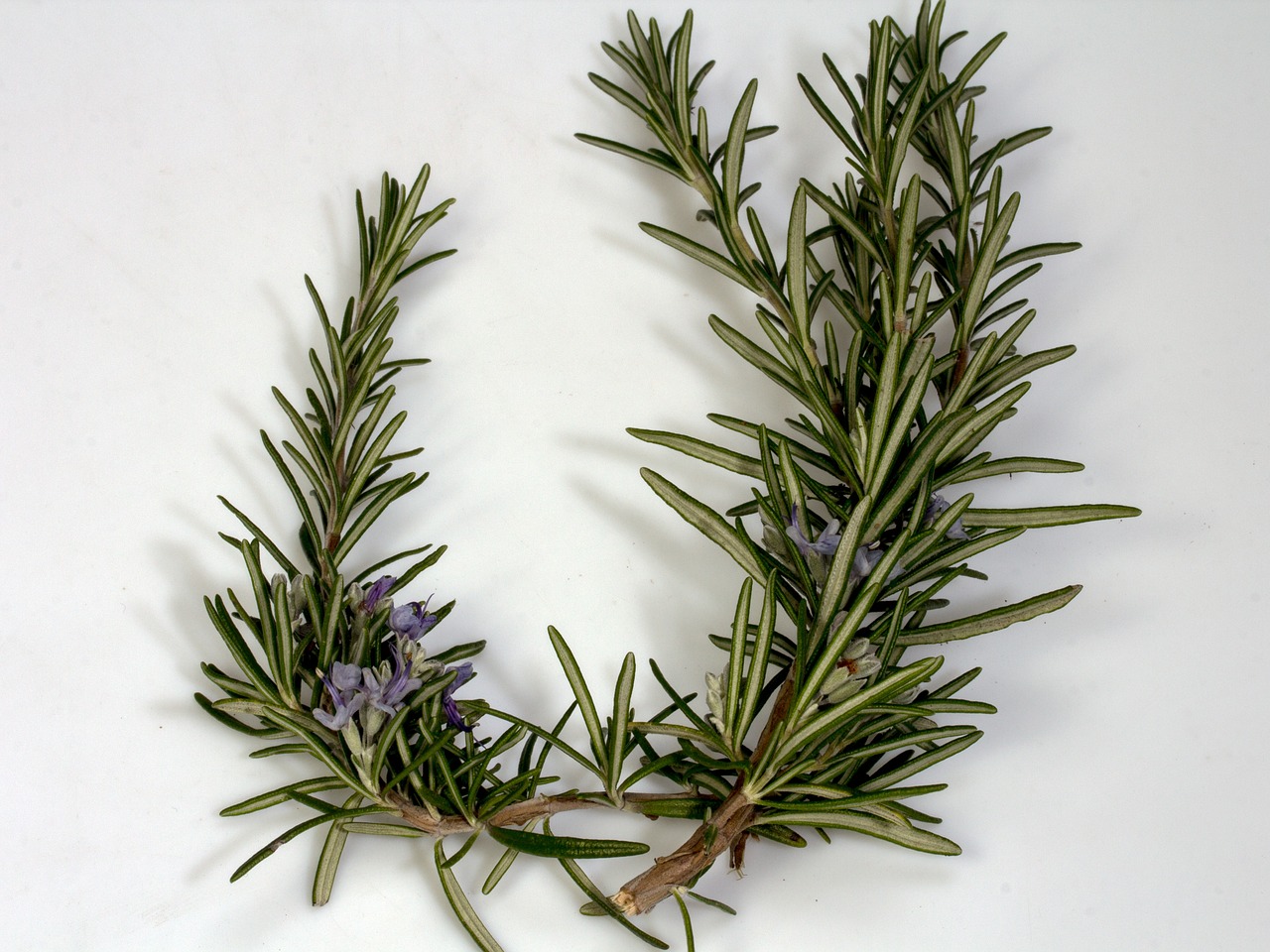 branch, rosemary, blossom-1525050.jpg